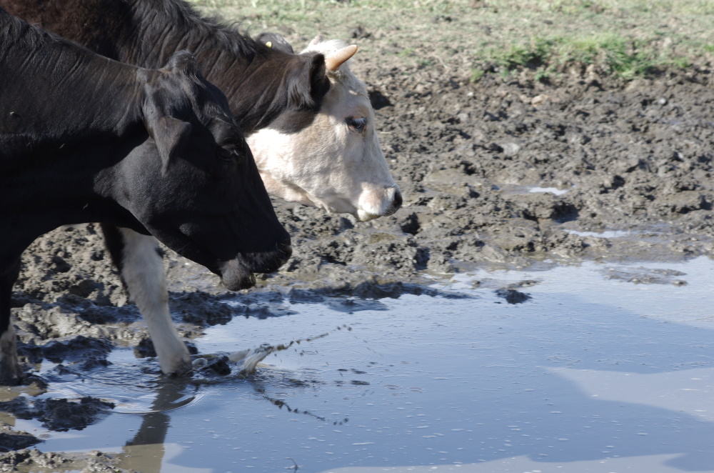 cattle drinking in puddle drought california